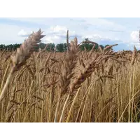 Пшениця “Спельта”